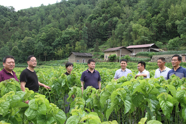 安康市商務局領(lǐng)導來我公司調(diào)研春蠶收購及扶貧點蠶?；亟ㄔO情況